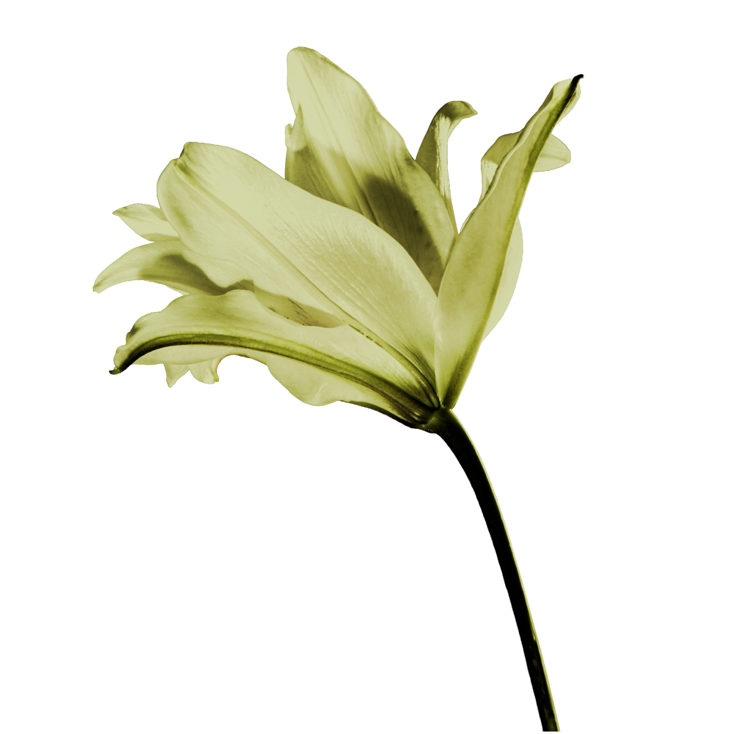 green flower